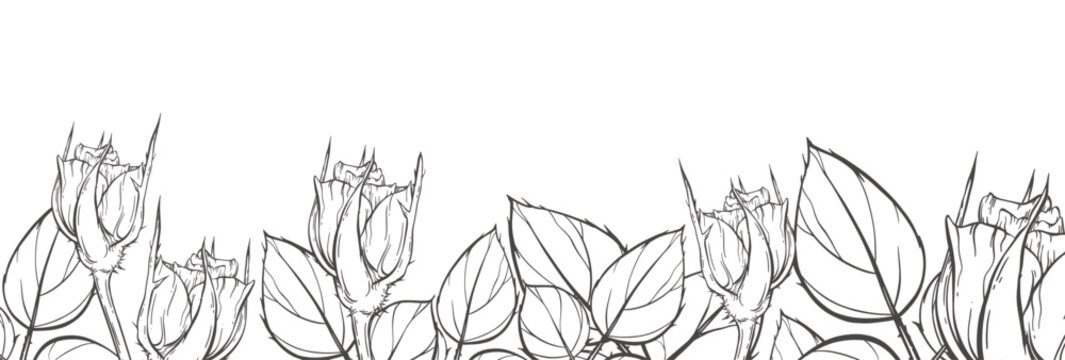 Blooming hand drawn roses in dense foliage vector vintage border. Many outline spring flowers, big leaves. Simple botanical banner template. Elegant nature art. Graphic plant frame. Contour ink sketch