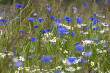 Summer meadows full of blooming blue cornflowers © anettastar