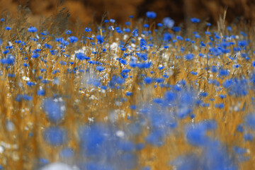 Summer meadows full of blooming blue cornflowers © anettastar