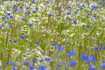 Summer meadows full of blooming blue cornflowers © anettastar