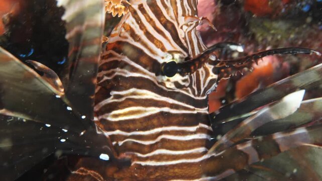 lionfish close up macro underwater slow motion lion fish ocean scenery of details of fish