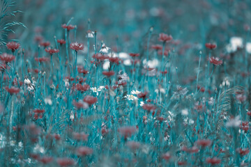 Summer meadows full of blooming blue cornflowers © anettastar