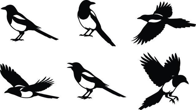 Dynamic magpie silhouettes in flight, landing, and standing poses, showcasing bird behavior, crest details, and black‑and‑white wildlife vector illustration for stock design buyers