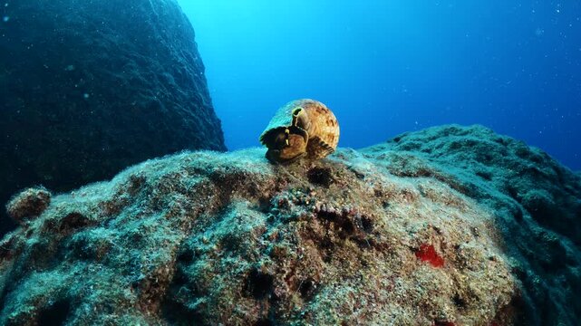Trumpet triton ,Charonia tritonis, underwater ocean scenery wildlife