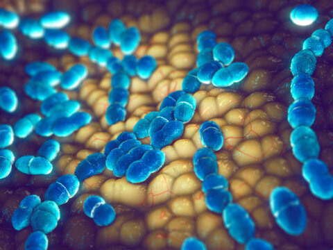 Streptococcus pneumoniae bacteria cause bacterial pneumonia, meningitis, and sepsis. Detailed microscopic view of encapsulated, gram-positive lanceolate diplococci respiratory pathogens