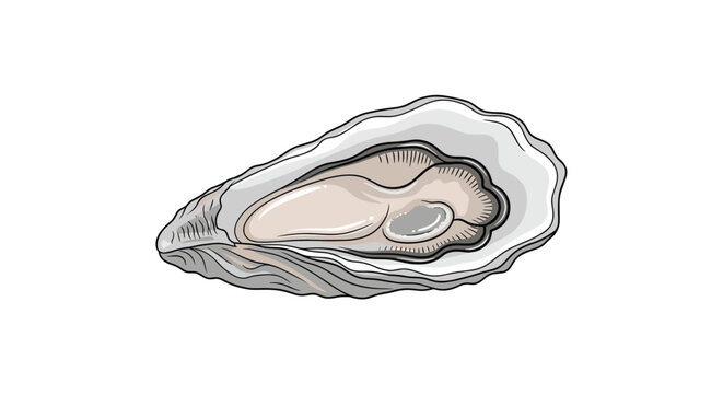 Detailed illustration of an open oyster shell with the fresh oyster meat inside on a plain white background.