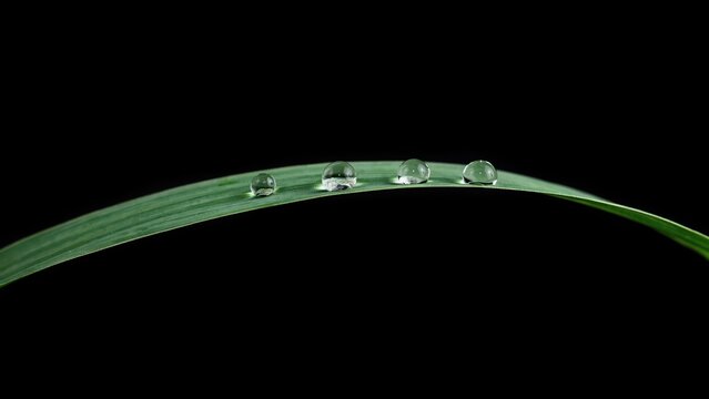m Macro water droplets on green grass blade, clear morning dew drops on leaf, isolated botanical nature detail on black background