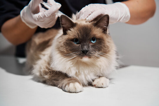 Veterinary clinic specialist delivers preventative medication via subcutaneous injection into the scruff of a beautiful ragdoll cat during a routine annual vaccination