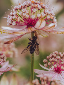 A Cucumber spider with it's fly prey underneath an Astrantia flower