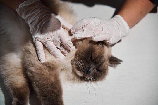 Vet checking a sick cat for signs of ear infection, parasites, or inflammation during a visit. Veterinarian examines ear of a domestic cat to diagnose otitis or infection