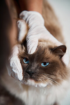 Vet specialist conducts a detailed ocular assessment on a domestic cat to detect corneal ulcers or glaucoma. Cat Ophthalmology and Eye Examination Veterinary Medicine