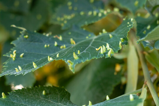 Close up of linden leaf with nail gall mite damage showing green leaf galls and plant pest symptoms