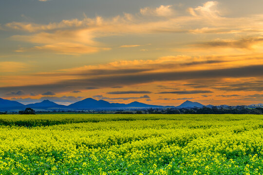 View of a field of yellow canola flowers blooming in front of the Stirling Range mountains under a dramatic sunset sky in Stirling Range National Park, Western Australia, Australia.