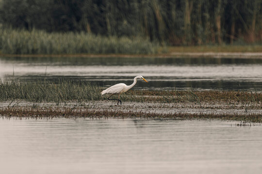 A great white heron walking through calm lake water with reeds in the background.