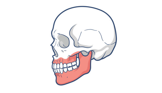 Human skull in side perspective with the lower jaw bone highlighted in red to demonstrate dental and skeletal anatomy for medical study.
