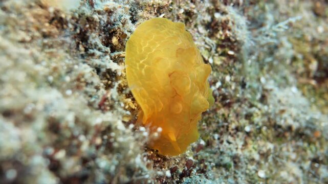 Pleurobranchus testudinarius nudibranch underwater shot mediterranean 