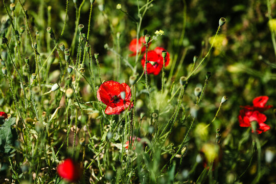 Wild red poppies blooming among slender seed pods and meadow grasses, capturing the untamed beauty of a summer field.