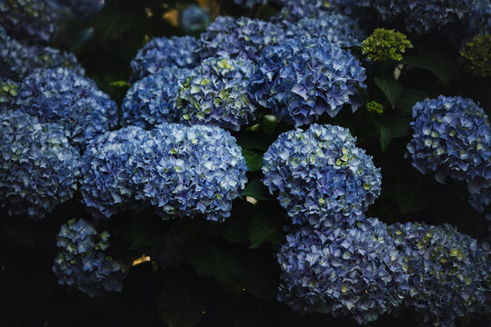Dense clusters of blue hydrangea blossoms in soft natural light, creating a rich floral texture against deep green foliage in a shaded summer garden.
