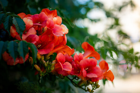 Close-up of vibrant orange trumpet vine flowers in full bloom with lush green foliage and soft natural bokeh in a summer garden.