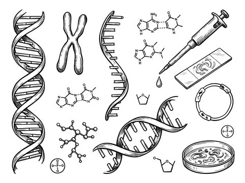 Black ink sketch of DNA helix, chromosome, RNA, and lab equipment isolated on white, genetic science research illustration