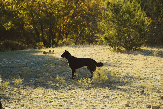Pet dog standing in a Texas field during autumn