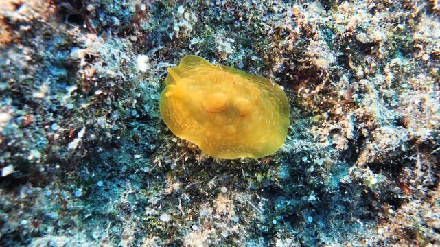 Pleurobranchus testudinarius nudibranch underwater shot mediterranean 