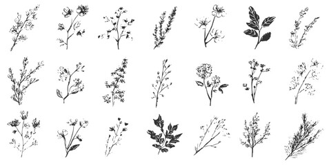 Fototapeta premium Hand drawn botanical branch and flower sketch collection vintage floral line art vector illustration graphic.