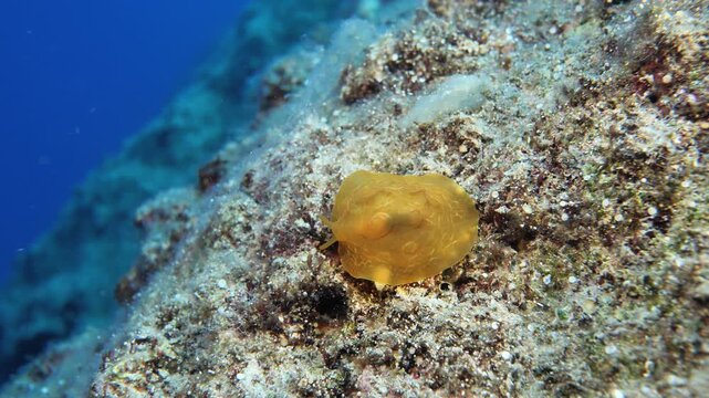 Pleurobranchus testudinarius nudibranch underwater shot mediterranean 