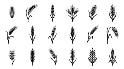 : Black Wheat Stalk Vector Collection with Botanical Grain Ears for Agriculture and Organic Food Design © Shohel