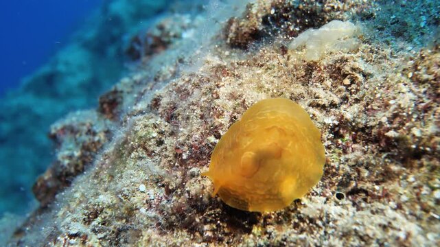 Pleurobranchus testudinarius nudibranch underwater shot mediterranean 