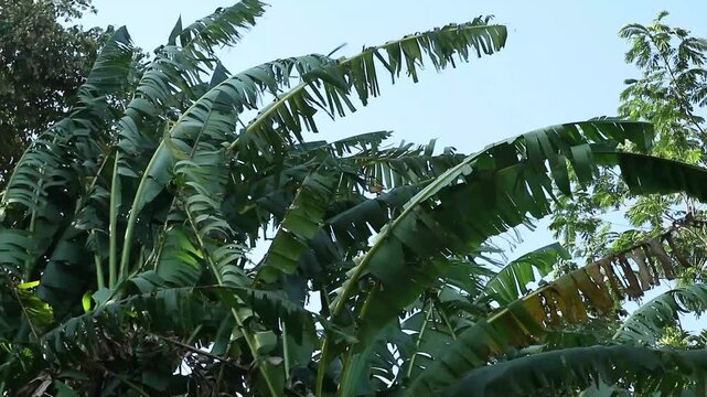 strong winds and signs that the season has entered the dry season