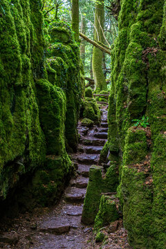 Lush moss-covered trees and ancient rocks in Puzzlewood, a distinctive natural landscape and renowned movie location.