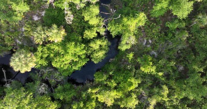 Florida jungle rainforest with river between green palm trees and wild vegetation. Aerial view of dense tropical forest ecosystem.