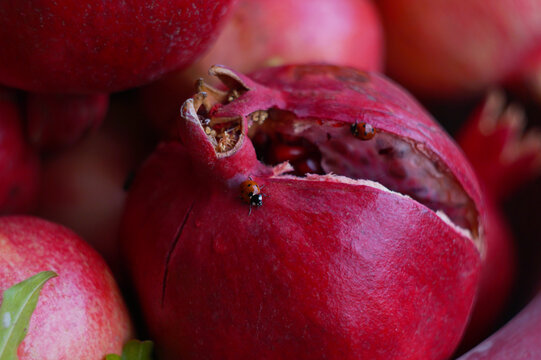 Small ladybugs inside a cracked ripe red pomegranate fruit close up
