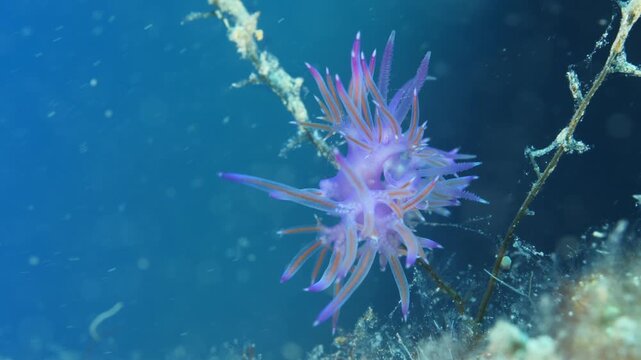 flabellinas mating underwater mediterranean sea