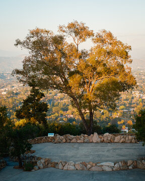 Tree at Mt. Helix Park, La Mesa, California