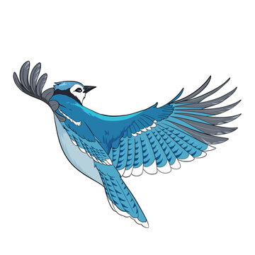 Illustrated Blue Jay