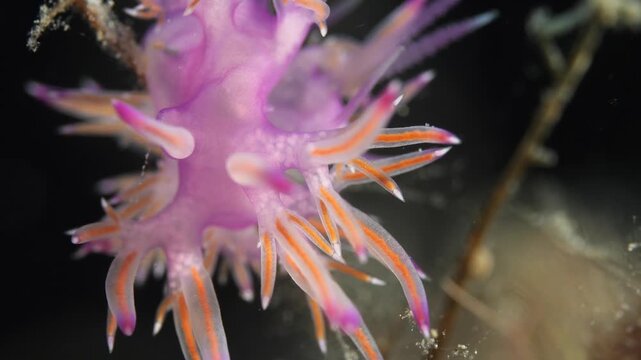 flabellinas mating underwater mediterranean sea