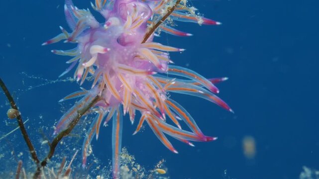 flabellinas mating underwater mediterranean sea