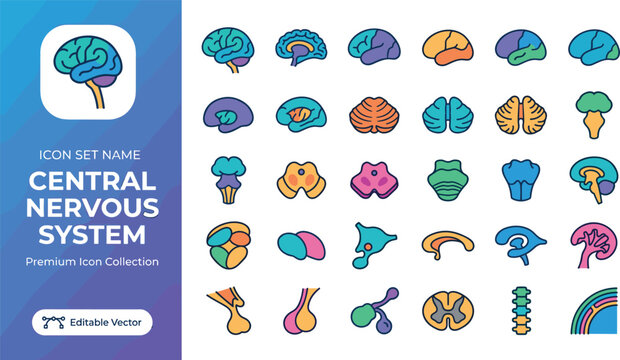 Colorful central nervous system brain and neuron vector icons collection