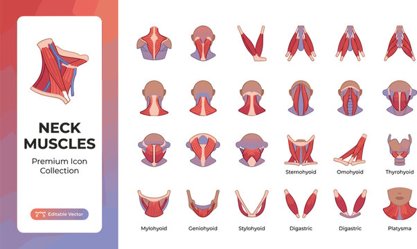 Neck muscles premium icon collection in various styles