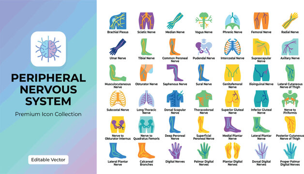 Illustrated collection of peripheral nervous system nerves vector icons