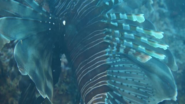 lionfish tail close up macro underwater slow motion lion fish ocean scenery of details of fish tail