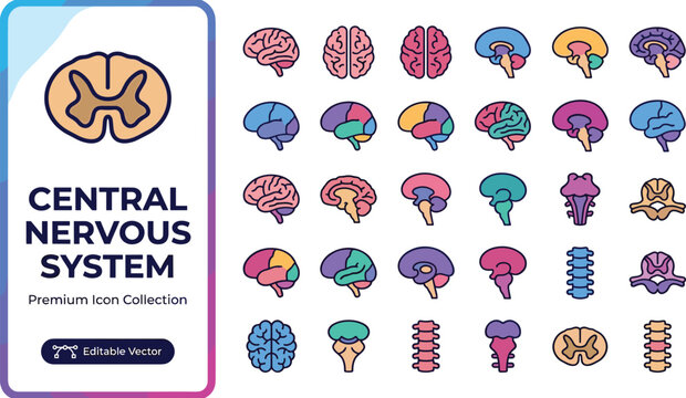 Colorful central nervous system brain and spine icon collection
