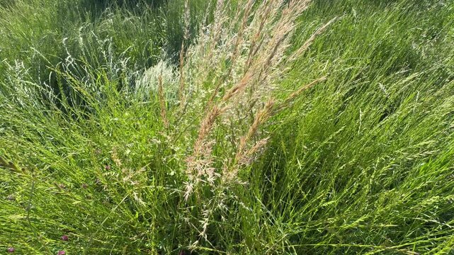 Golden panicles of yellow oat grass (Trisetum flavescens) swaying beautifully above a dense lush green meadow field during a vibrant sunny summer day landscape in the wild countryside.