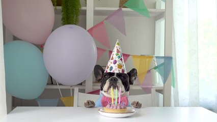 Fototapeta premium Cute dog in a festive paper party hat