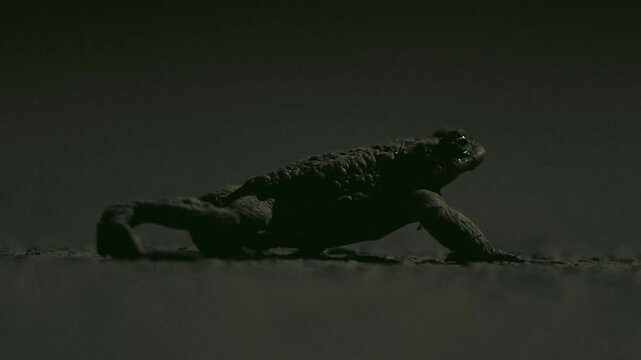 Common toad migrating through a city park at night