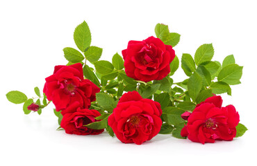 Fototapeta premium Beautiful branch of red roses isolated on a white background.