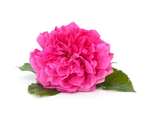 Obraz premium Beautiful pink rose flower isolated on a white background.