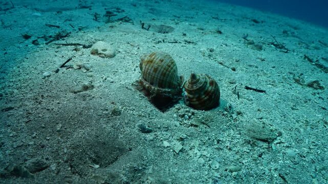  Bonnet Snail, Semicassis undulata r slug phalium granulatum chasing each other underwater